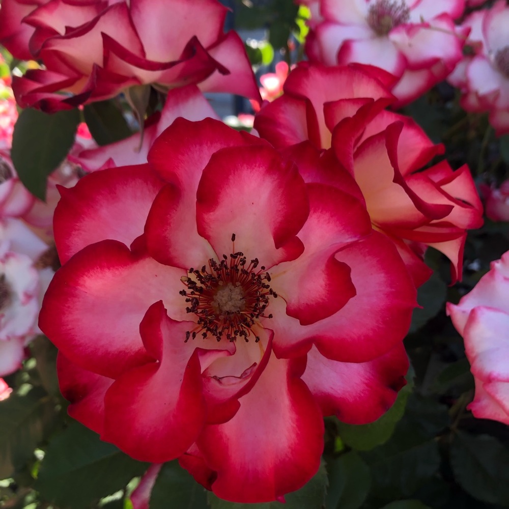 Meet your Posher, Misty